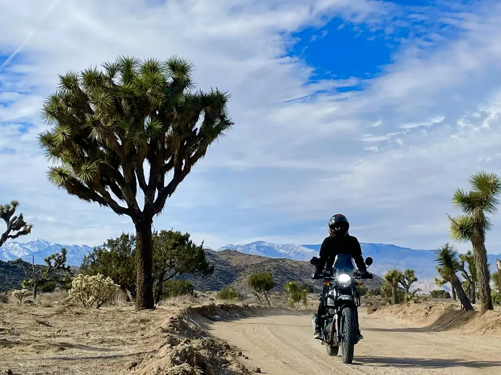 A rider on a desert road between Joshua trees