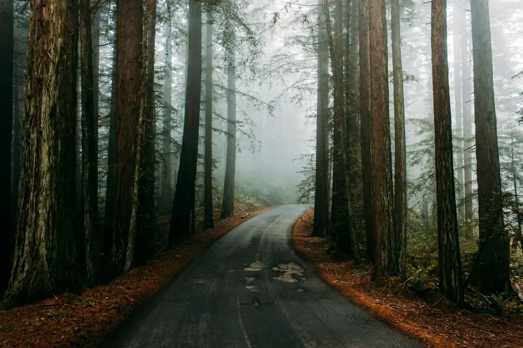An empty road winds into fog between tall trees